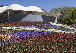 Field of flowers 2.jpg